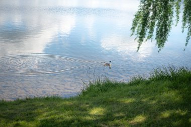 Alaska 'da bahar boyunca sakin bir Wasilla Gölü sahnesi.