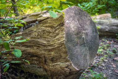 Lancaster ilçesindeki Fox Hollow Doğa Koruma Alanı 'ndaki devrilmiş bir ağaca yakından bak baba..