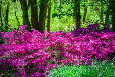 Doğu Long Island 'daki Bayard Aboretum Eyalet Parkı' nda parlak pembe Azalea 's..