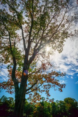 Matawan New Jersey 'de dramatik bir gökyüzüne karşı güzel bir ağaç..