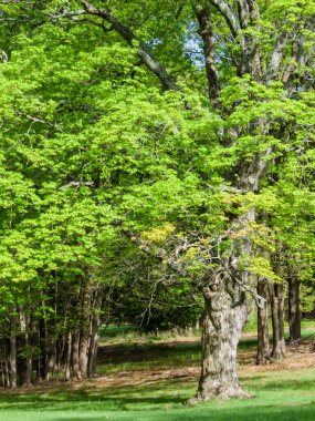 Freehold, New Jersey 'deki Monmouth Savaş Parkı' nda yemyeşil yapraklar var..