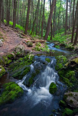New Jersey 'deki Stokes Eyalet Ormanı' ndaki yürüyüş yolu boyunca bir hareket bulanıklığı akıntısı var..