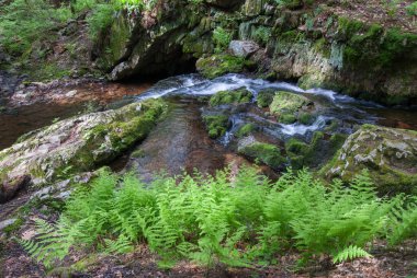 Sussex County, New Jersey 'deki Stokes Eyalet Ormanı' nda bahar eğreltiotları var..