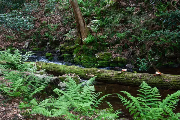 Kuzey, New Jersey 'deki Stokes Eyalet Ormanı' nda canlı yeşiller doluyor..