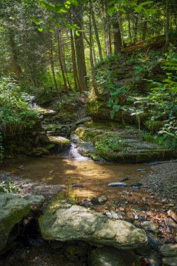 Lancaster County, Pennsylvania 'da Fox Hollow Doğa Koruma Alanı' nda bir orman havuzu..