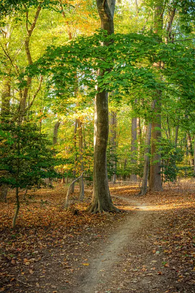 Monmouth County, New Jersey 'deki sonbahar sırasında Hartshorne Woods Park' tan geçen yürüyüş yolu..