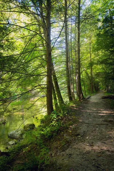 Lancaster County, Pennsylvania 'daki Fox Hollow Doğa Koruma Alanı' ndaki bu yürüyüş yolu boyunca parlak yeşil yapraklar..
