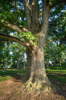 Edison, New Jersey 'deki Roosevelt Park' ta büyük bir akçaağaç..