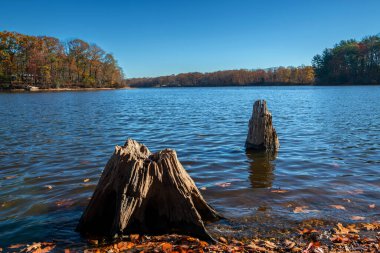 Ölü ağaç kütükleri Colots Neck, New Jersey 'deki Yüzen Nehir Reservoir manzarasını çerçeveliyor..