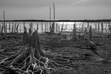 New Jersey 'deki Manasquan Barajı' ndaki ölü ağaç kütüklerine siyah beyaz bir bakış..