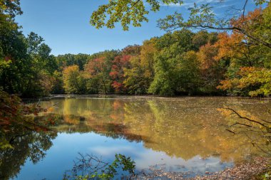Monmouth County, New Jersey Freneau Woods Parkı 'nın güzel sonbahar renkleri.