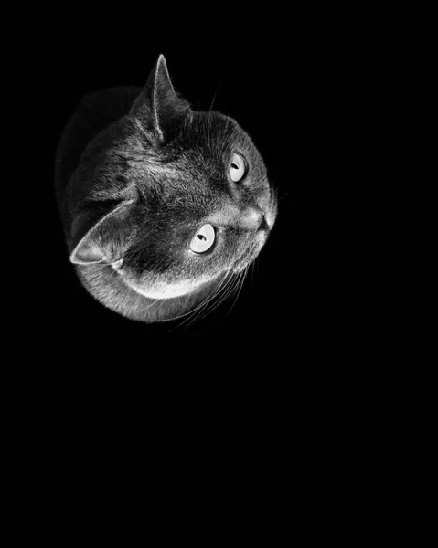 Portrét Britské Krátkosrsté Kočky Izolované Černém Pozadí — Stock fotografie