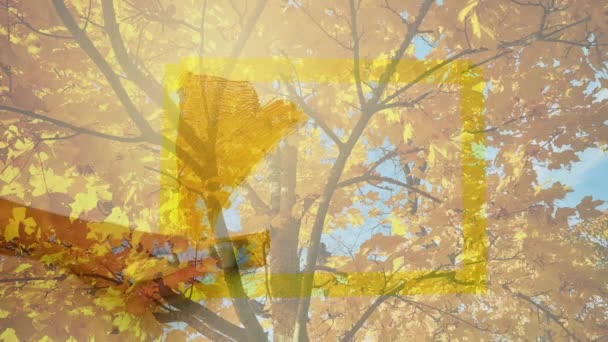 用橘红色枫树混合在墙上手绘秋天的色彩 — 图库视频影像