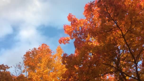 Trees Autumn Red Orange Yellow Sunny Day Slow Motion — Stock Video