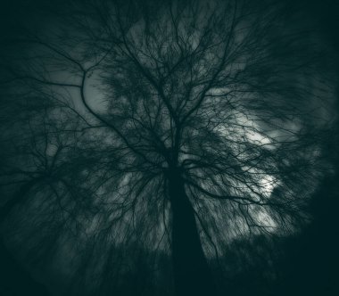 Şeytani bir atmosfer karanlık bir gece ve çıplak bir ağaç silueti..