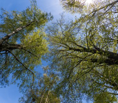 # Alttan gelen ağaçlar mavi gökyüzüne karşı #