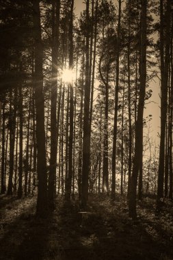 Güneş parlayan ağaç gövdeleri tek renk kahverengi.