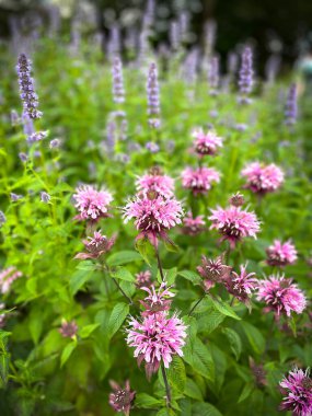 Arka planda lavanta olan pembe arı merhemi.