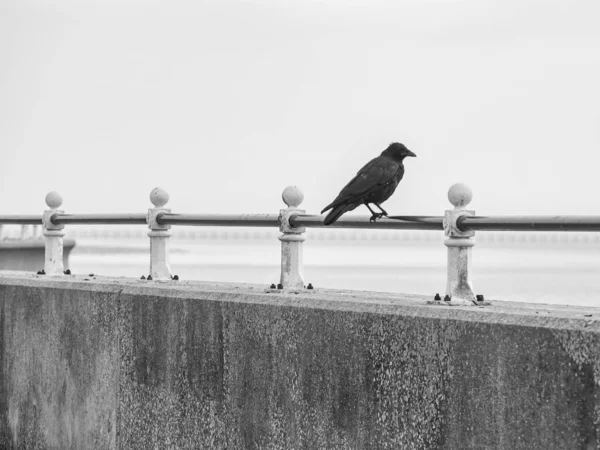 Black Crow Metal Promenade Handrail Looking Out Sea Monochrome Image — Stock Photo, Image