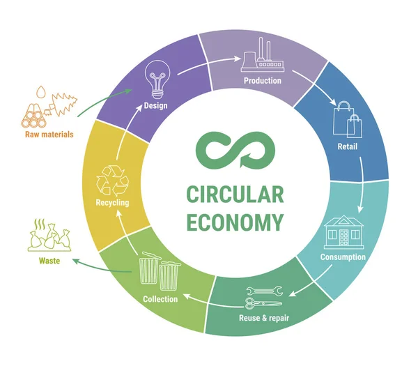 Infografía Línea Economía Circular Diagrama Colorido Modelo Negocio Sostenible Esquema — Vector de stock