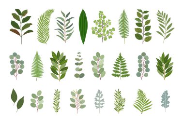 Yeşillik koleksiyonu. Manolya, okaliptüs, körfez, salal, eğrelti otu, limon, biberiye, zeytin doğal yaprakları. El çizimi vektör illüstrasyonu