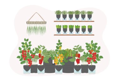 Evde sebze ve sebzelerle kendi kendini sulayan plastik şişe ekiciler var. Dikey bahçe, kentsel tarım konsepti. El çizimi vektör illüstrasyonu.