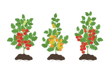 Domates bitkileri. Tarım, kentsel tarım kavramı. El çizimi vektör illüstrasyonu.