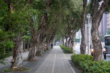 Taipei, Tayvan - 9 Aralık 2022: Taipei, Tayvan 'da cadde boyunca ağaçlı yeşil patika.