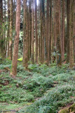 Tayvan 'daki Alishan Ulusal Parkı' nda yeşil doğal selvi ormanı..