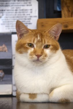 Tayvan 'daki Houtong Kedi Köyü' nde tatlı bir kedi. Köy Pingxi tren hattı boyunca, Ruifang bölgesinden ayrılıyor.