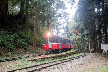 Alishan, Tayvan - 7 Aralık 2022 Alishan Ulusal Sahne Tayvan 'daki Kutsal Ağaç İstasyonu' na yaklaşmaktadır. Bu istasyon antik ağacı ziyaret etmek için bir yerdir..