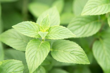 Slender Mint 'e yakın, namı diğer Mentha Diemenica..