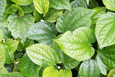 Wild Pepper betel yaprağı bitkisi. Antiinflamatuar özellikleri olan yabani bitkilerden biridir.