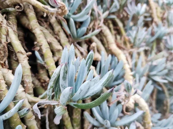 Blue-Chalk Sticks plants, with the scientific name Senecio Serpens