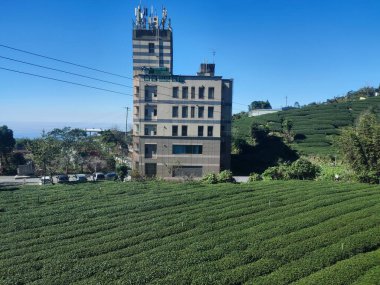 Alishan, Taiwan -8 Dec, 2022: Hillside tea plantations in Alishan mountains. Taiwan. 