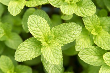Yeşil nane şekeri ya da bahçedeki Mentha spicata.