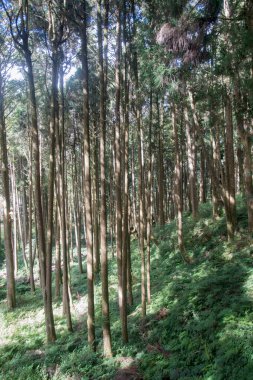 Tayvan 'daki Alishan Ulusal Parkı' nda yeşil doğal selvi ormanı..