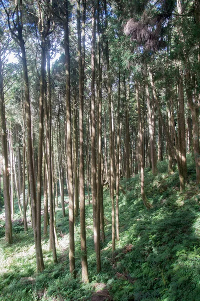 Tayvan 'daki Alishan Ulusal Parkı' nda yeşil doğal selvi ormanı..