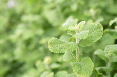 Green Apple rmint, veya Mentha suaveolens in the garden
