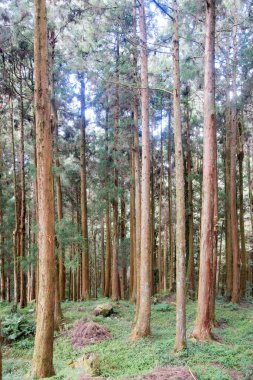Tayvan 'daki Alishan Ulusal Parkı' nda yeşil doğal selvi ormanı..