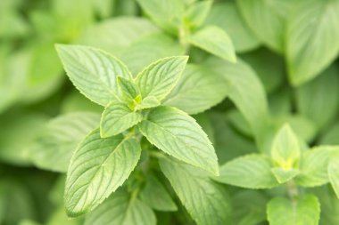 Slender Mint 'e yakın, namı diğer Mentha Australis in the Garden.