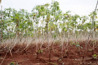 Tarlada manyok ya da tapyoka ağacı yetişiyor.