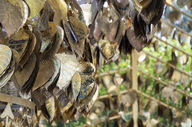 Bangkok, Tayland - 17 Şubat 2023: Wat Saket, Bangkok 'taki ağaçta dilekle yazılmış altın kalpler. Wat Saket, Ayutthaya döneminden kalma tarihi bir tapınaktır..