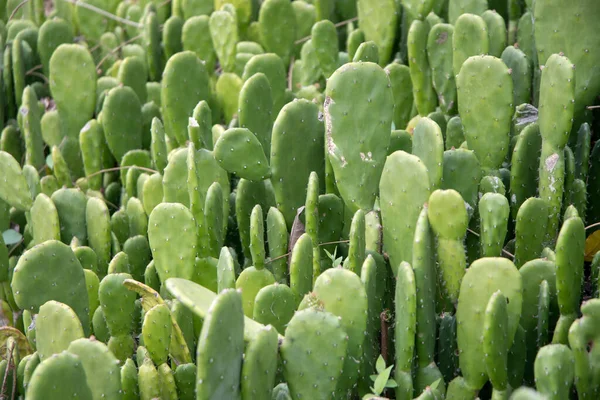 Cactus Pastiglie Verdi Che Crescono Nei Cortili Sul Retro — Foto Stock
