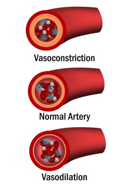 Normal, vazokonstrüksiyon ve damar genişlemesi ile arterlerin kesitinin karşılaştırılması, 3D rende