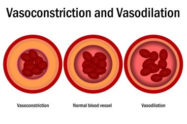 Normal, vazokonstrüksiyon ve damar genişlemesi ile arterlerin kesitinin karşılaştırılması, 3D rende