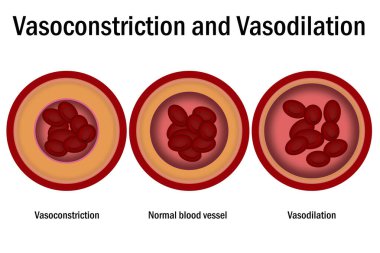 Comparison of normal, vasoconstriction and vasodilation blood vessels with cross section of arteries, 3d rende clipart