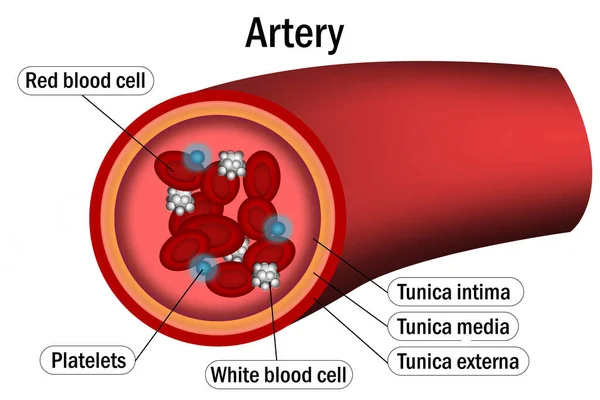 Anatomy Arteries Structure Blood Vessel Rendering — Stock Photo, Image