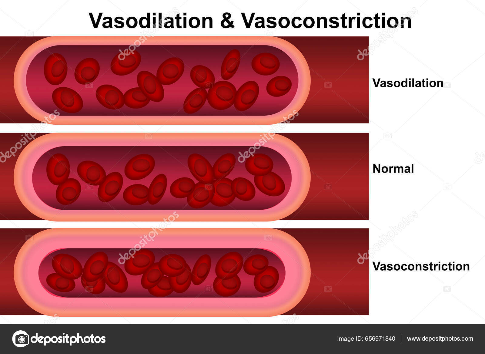 Vasodilation Vasoconstriction Comparison Blood Vessels Rendering Stock