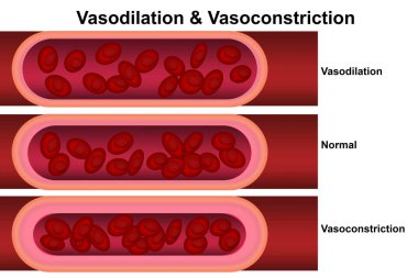 Vasodilation and vasoconstriction. Comparison of Blood vessels, 3d rendering clipart